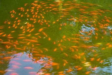 经典生存模拟游戏发布新更新：《中世纪王朝》揭示了新合作模式和新地图