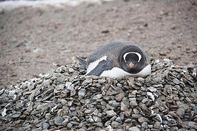 上线仅两周 AR游戏《皮克敏Bloom》下载量超过200万